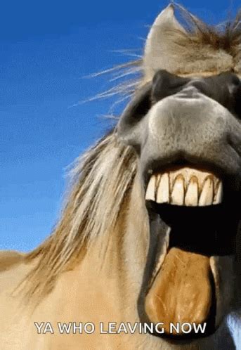 horse s e x gif|horse teeth gif.